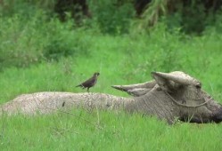 八哥最新爆料视频,揭秘娱乐圈惊人内幕！